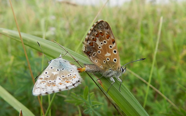 modráčik ďatelinový Lysandra bellargus