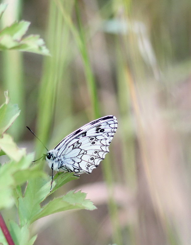 očkáň timotejkový Melanargia galathea