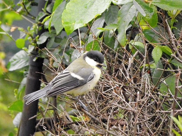 sýkorka bielolíca Parus major