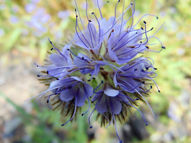 facélia vratičolistá Phacelia tanacetifolia Benth.