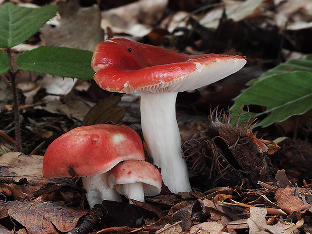 plávka Maireova Russula cf. mairei Singer