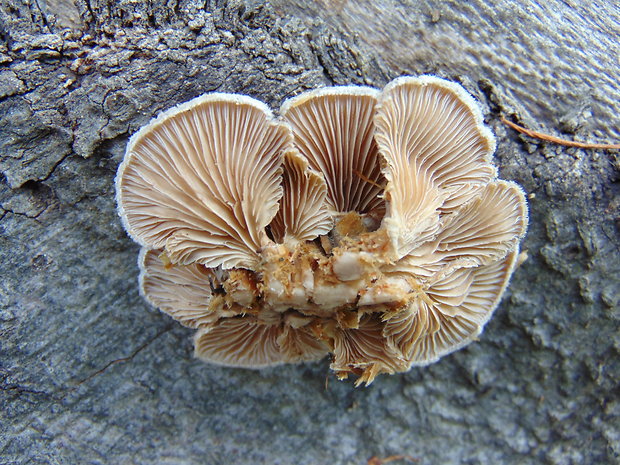 klanolupeňovka obyčajná Schizophyllum commune Fr.