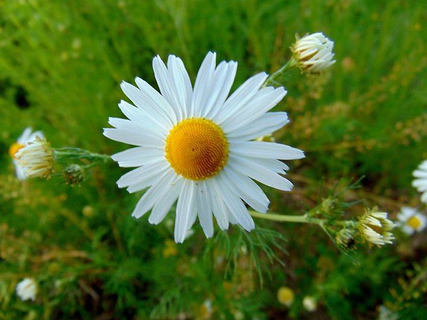 parumanček nevoňavý Tripleurospermum perforatum (Mérat) M. Lainz