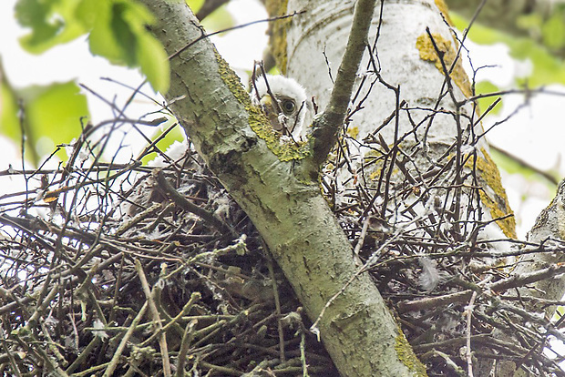 jastrab krahulec   Accipiter nisus