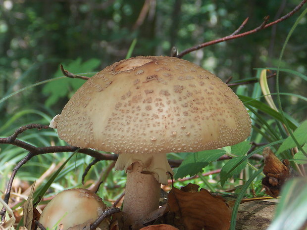 muchotrávka červenkastá Amanita rubescens Pers.