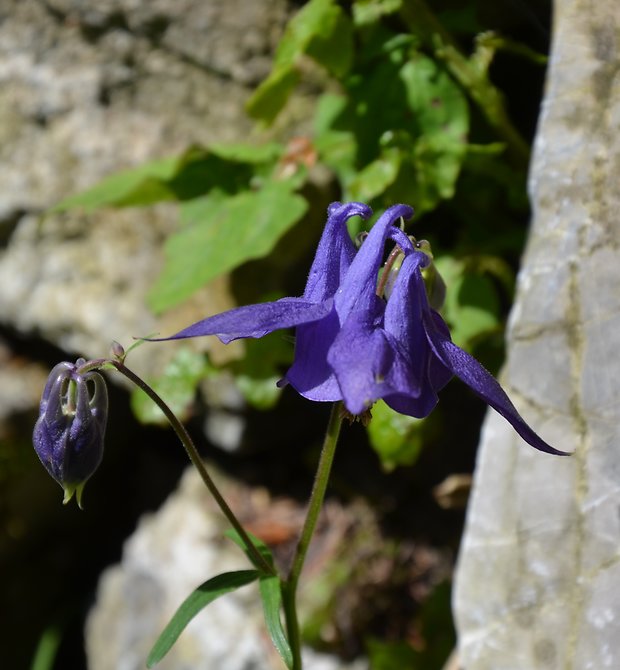 orlíček obyčajný Aquilegia vulgaris L.