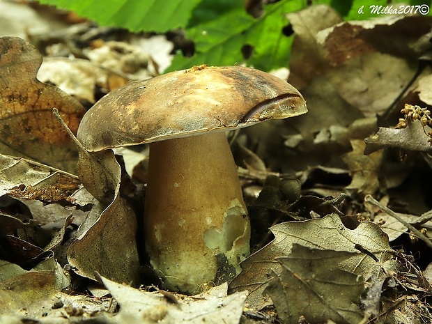 hríb bronzový Boletus aereus Bull. ex Fr.