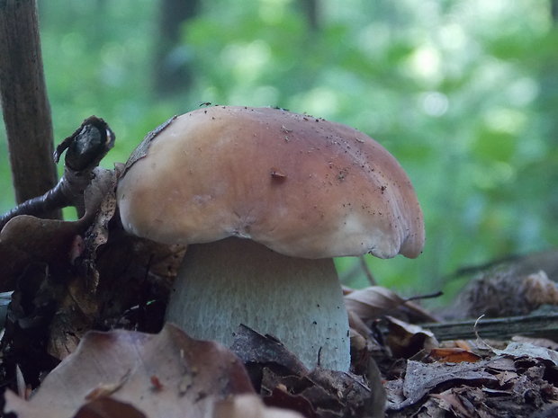 hríb smrekový Boletus edulis Bull.