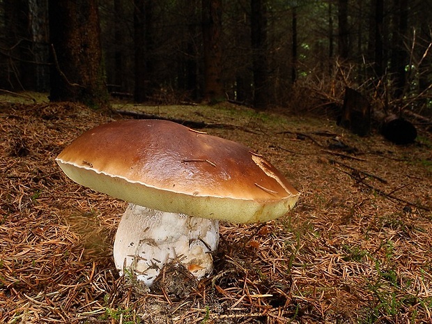 hríb smrekový Boletus edulis Bull.