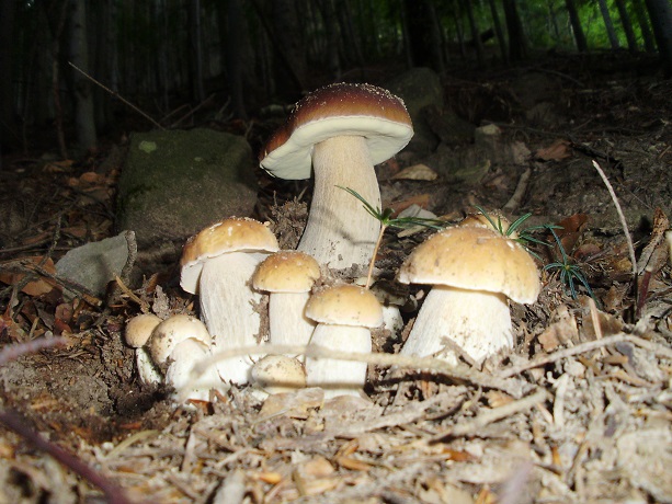 hríb dubový Boletus reticulatus Schaeff.