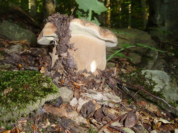 hríb dubový Boletus reticulatus Schaeff.