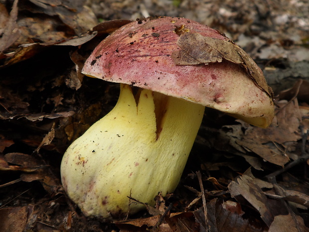 hríb kráľovský Butyriboletus regius (Krombh.) D. Arora & J.L. Frank