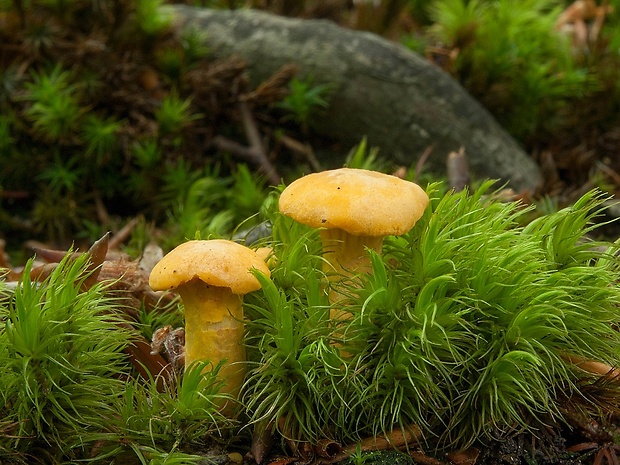 kuriatko jedlé Cantharellus cibarius Fr.