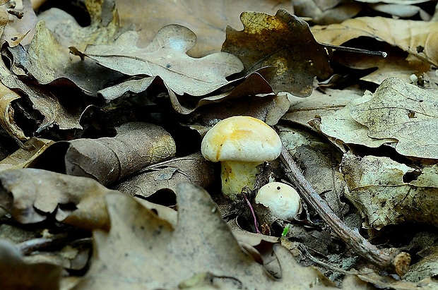 kuriatko jedlé Cantharellus cibarius Fr.