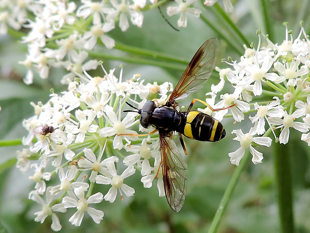 pestrica dvojpásová / pestřenka dvojpásá ♂ Chrysotoxum bicinctum Linnaeus, 1758