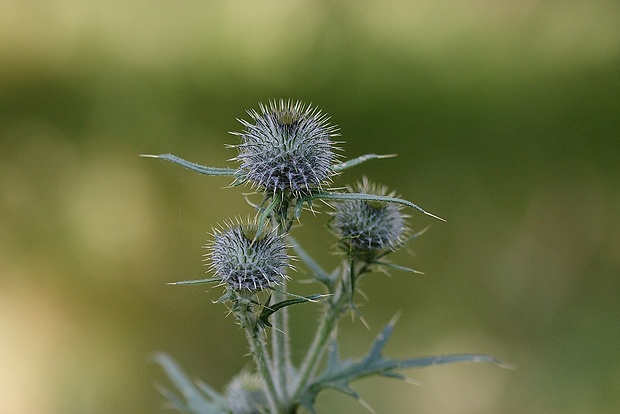 pichliač obyčajný Cirsium vulgare (Savi) Ten.