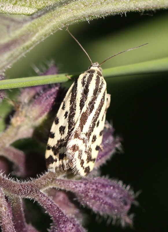 morička pupencová  Emmelia trabealis