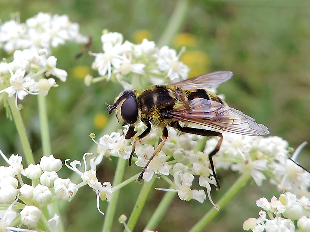 trúdovka / pestřenka ♀ Eristalis lineata Harris, 1776