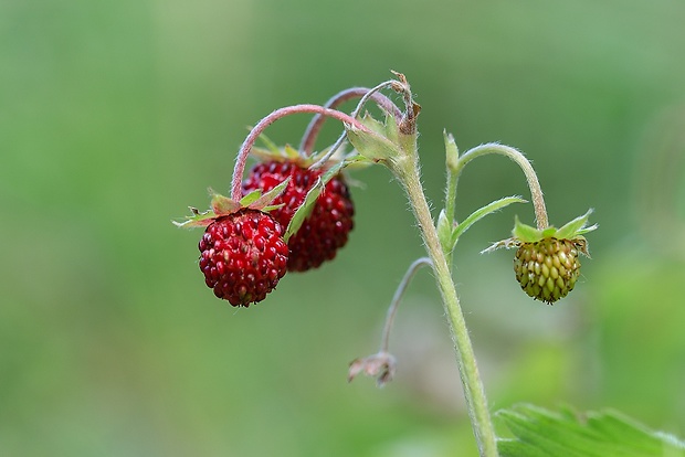 jahoda obyčajná Fragaria vesca L.