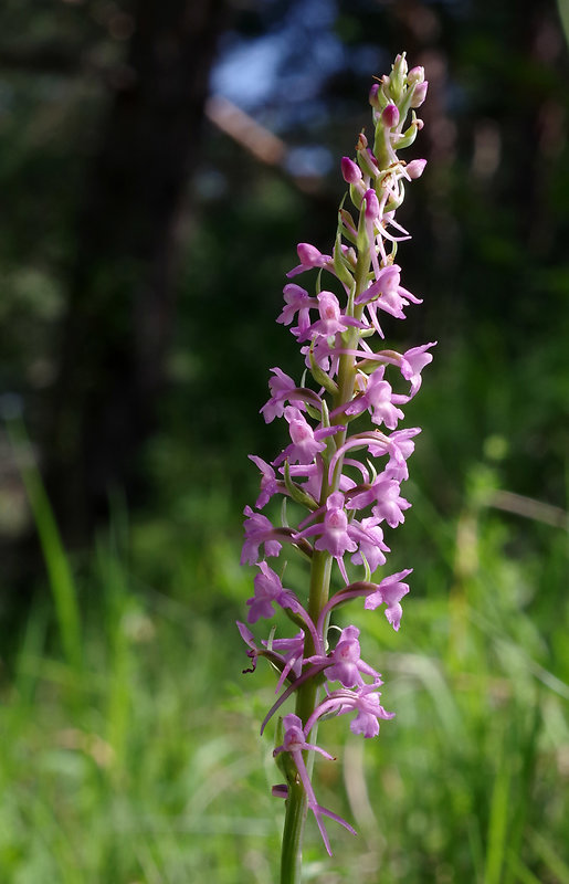 päťprstnica obyčajná Gymnadenia conopsea (L.) R. Br.