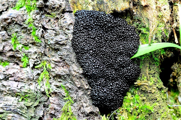 slizovka Lindbladia tubulina Fr.