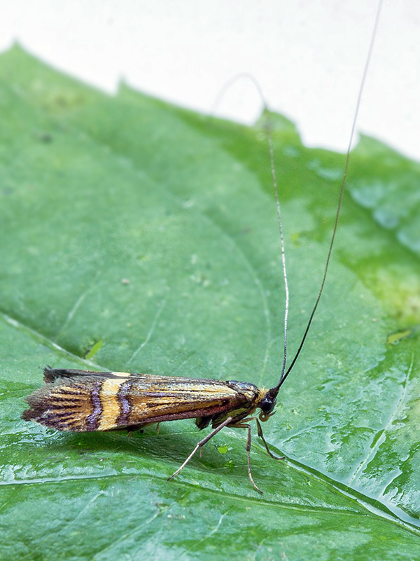 adéla De Geerova  Nemophora degeerella