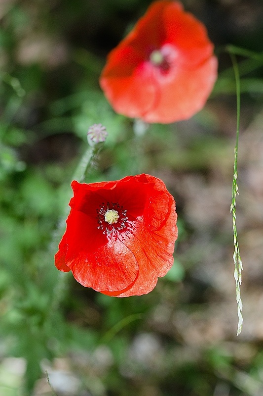 mak vlčí Papaver rhoeas L.