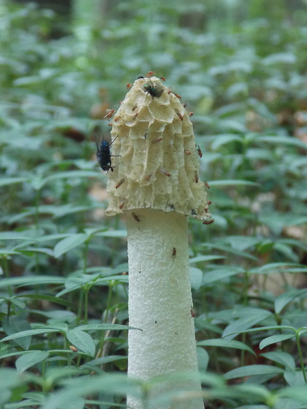 hadovka smradľavá Phallus impudicus L.