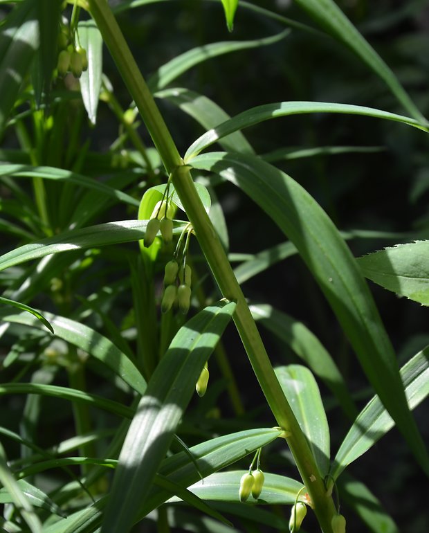 kokorík praslenatý Polygonatum verticillatum (L.) All.