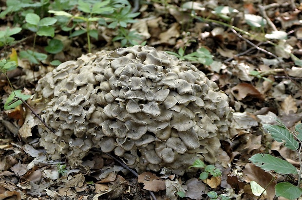 trúdnik klobúčkatý Polyporus umbellatus (Pers.) Fr.