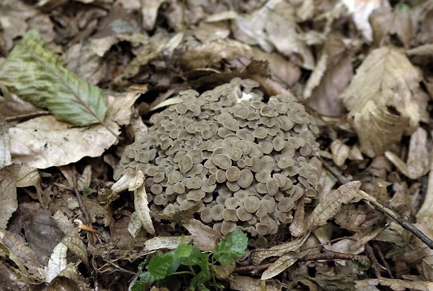 trúdnik klobúčkatý Polyporus umbellatus (Pers.) Fr.