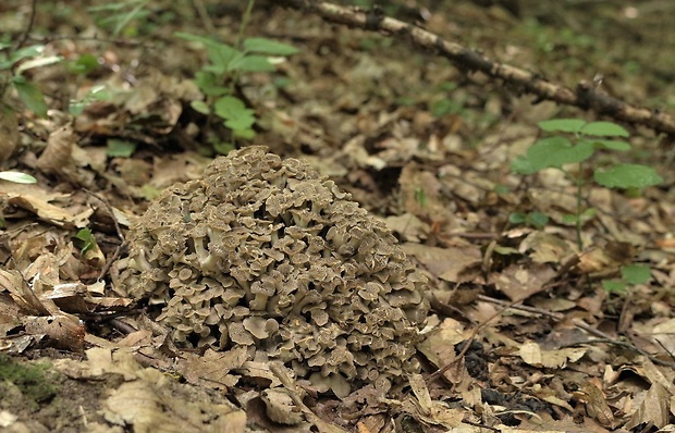 trúdnik klobúčkatý Polyporus umbellatus (Pers.) Fr.