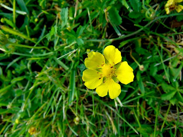 nátržník plazivý Potentilla reptans L.