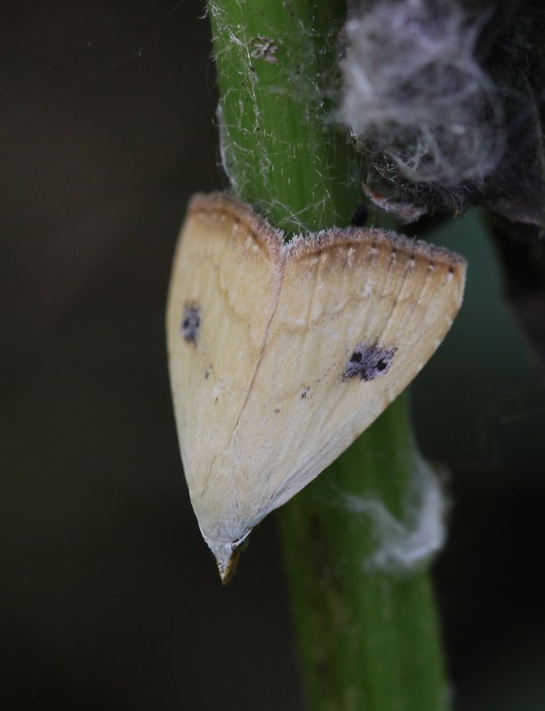 pamora trávová  Rivula sericealis