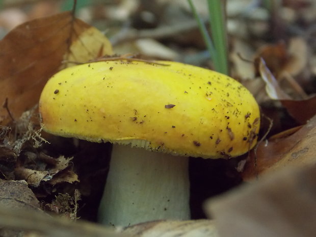 plávka chrómovožltá Russula claroflava Grove