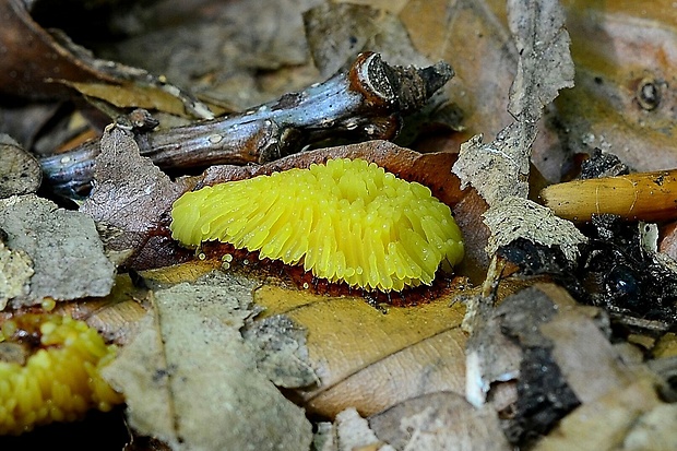 pazderka Stemonitopsis sp.