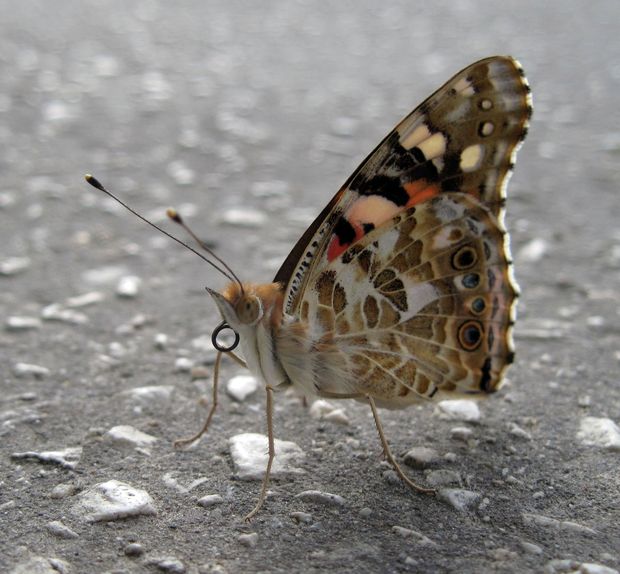 babôčka bodliaková Vanessa cardui L.