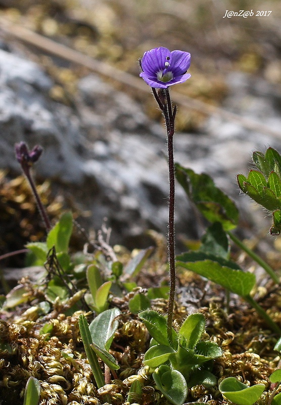 veronika bezlistá Veronica aphylla L.