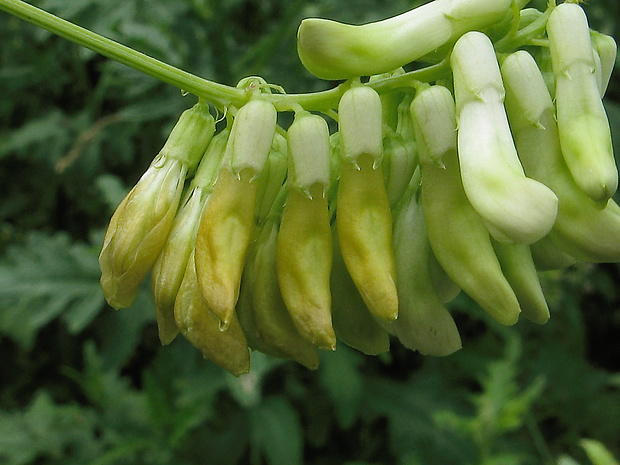 vika hrachovitá Vicia pisiformis L.