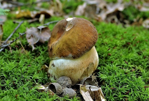 hríb dubový Boletus reticulatus Schaeff.