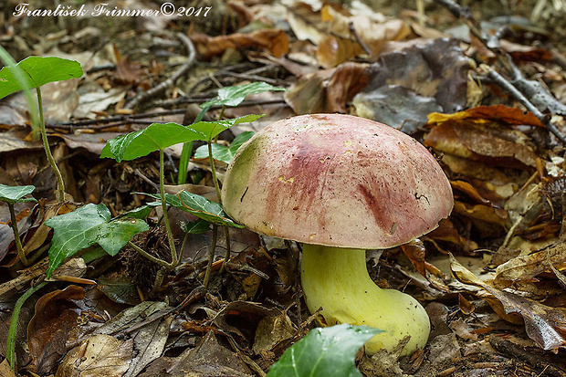 hríb kráľovský Butyriboletus regius (Krombh.) D. Arora & J.L. Frank