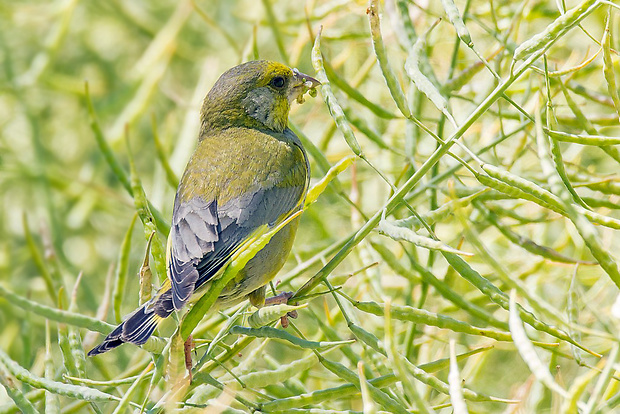 stehlík zelený  Carduelis chloris