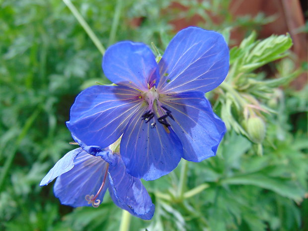 pakost lúčny Geranium pratense L.