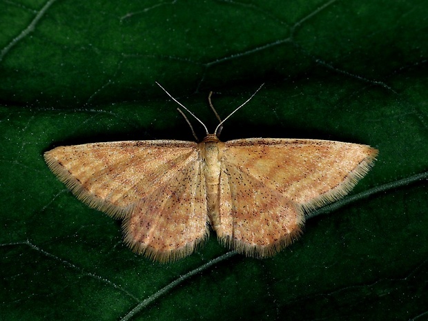 piadica hlinožltá (sk) / žlutokřídlec hlinožlutý (cz) Idaea serpentata Hufnagel, 1767