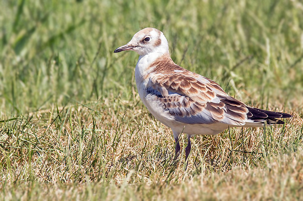 čajka smejivá  Larus ridibundus