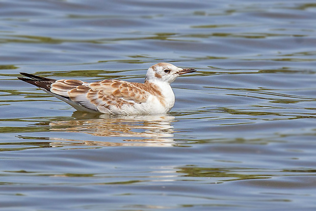 čajka smejivá  Larus ridibundus