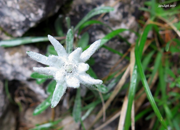 plesnivec alpínsky Leontopodium alpinum Cass.