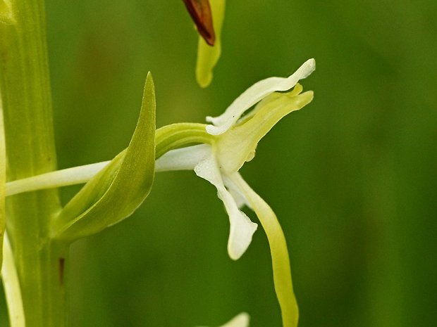 vemenník zelenkastý Platanthera chlorantha (Custer) Reinchenb.