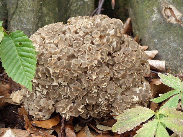 trúdnik klobúčkatý Polyporus umbellatus (Pers.) Fr.