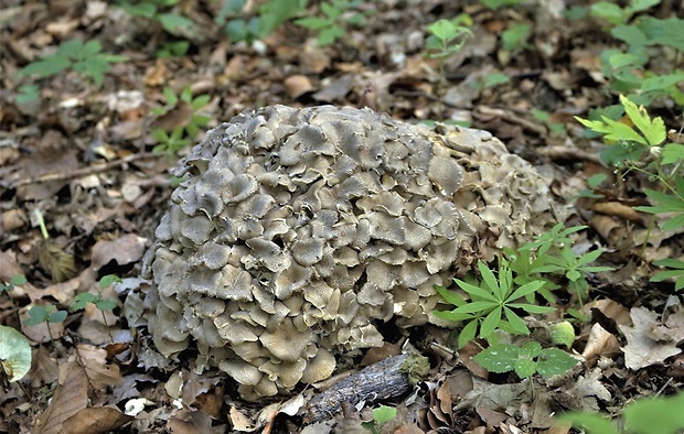 trúdnik klobúčkatý Polyporus umbellatus (Pers.) Fr.